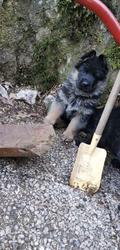 Welpen Bilder !-Beitrag-Bild