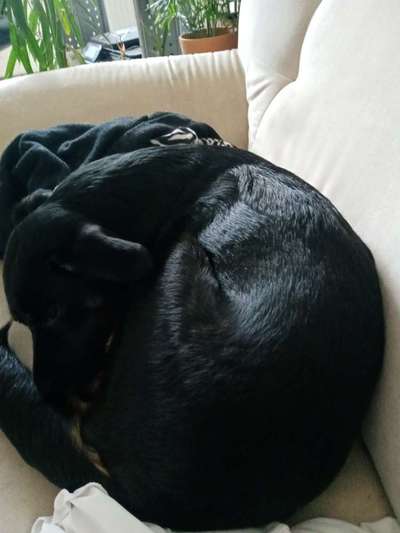 Bellt andauernd andere Hunde an-Beitrag-Bild