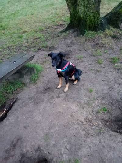 Zeigt mir die tollste Nahaufnahme von eurer Fellnase-Beitrag-Bild