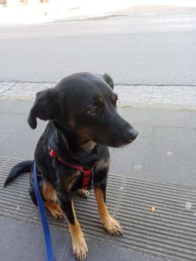 Wie heißt dein Hund?-Beitrag-Bild