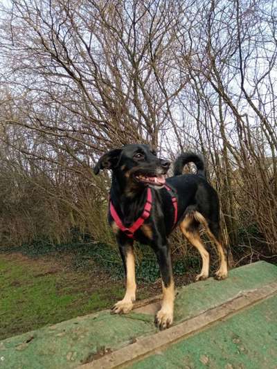 Wie heißt dein Hund?-Beitrag-Bild