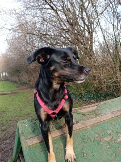 Wie heißt dein Hund?-Beitrag-Bild