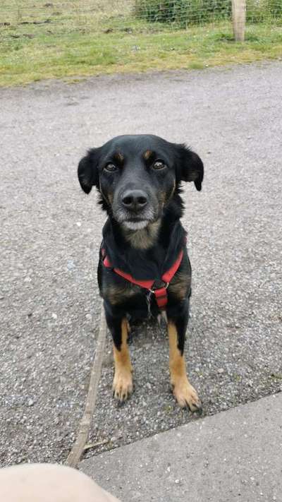 Sozialer Kontakt mit anderen Hunden-Beitrag-Bild