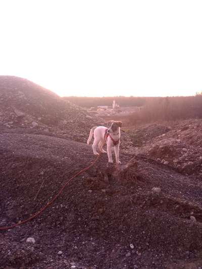 TierschutzhundeStammtisch🐕-Beitrag-Bild