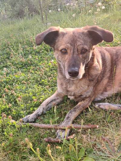 Unsere Fellnasen-Vielfalt im Überblick!-Beitrag-Bild