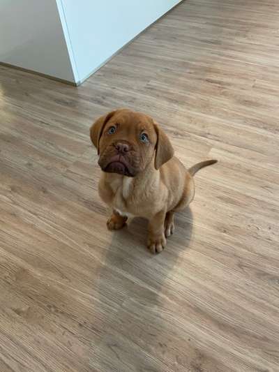 CHALLENGE NR. 19 - Der Hundeblick-Beitrag-Bild