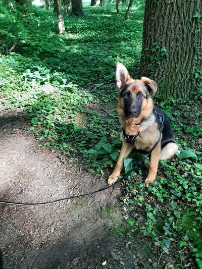 Die Dogorama Monats Challenge "Es grünt und blüht"-Beitrag-Bild