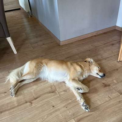 TierschutzhundeStammtisch🐕-Beitrag-Bild