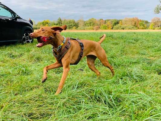 Hundetreffen-Dummytraining-Bild