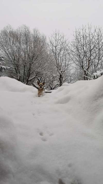 Schnee Foto-Beitrag-Bild