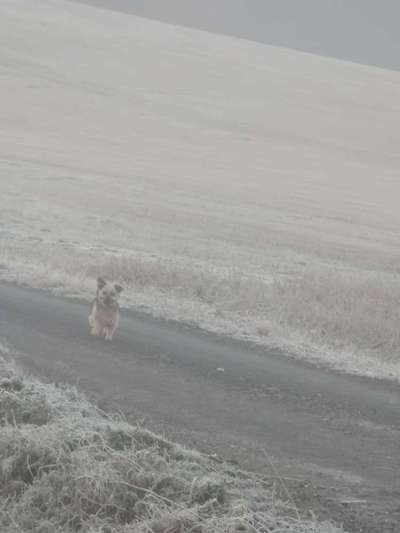 Dogorama Photo Challenge - Winterstimmung-Beitrag-Bild