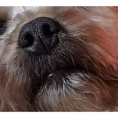 Zeigt her eure Hundenasen-Beitrag-Bild