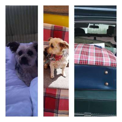 2.Kurzgeschichten Challenge Thema: Autofahren-Beitrag-Bild