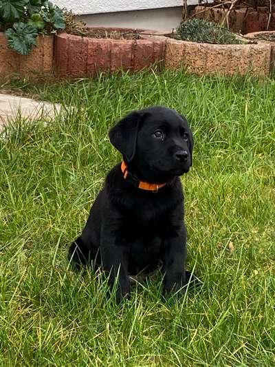 Welpen Bilder !-Beitrag-Bild