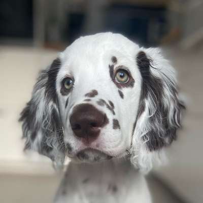 Hundetreffen-Welpentreff Altefähr Stralsund
