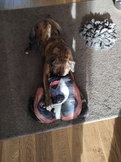 eure Spitznamen für die Vierbeiner-Beitrag-Bild