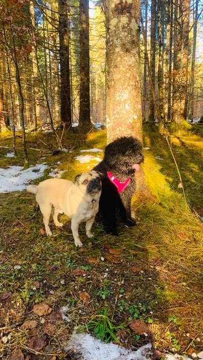 Hundetreffen-Spielen-Bild