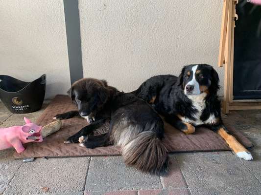 Hunde vom Tierschutzverein 🐕♥️-Beitrag-Bild