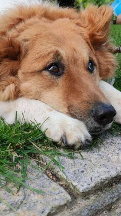 Lieblingsbild von euren Hunden?-Beitrag-Bild