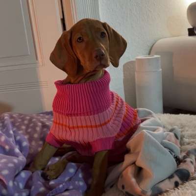 Hundetreffen-Welpentreff /Hundetreff Volkspark F‘hain-Bild