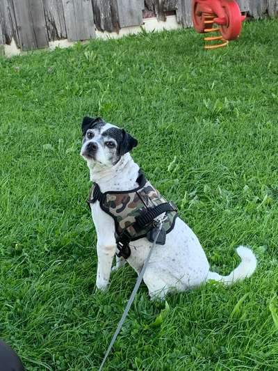 Wo sind die Jack und Parson Russell Terrier?-Beitrag-Bild