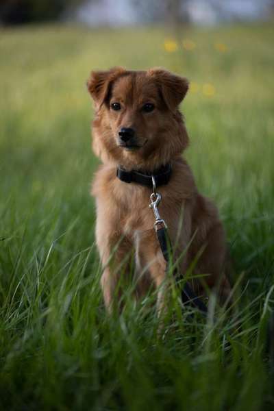 Auslandstierschutz-Beitrag-Bild