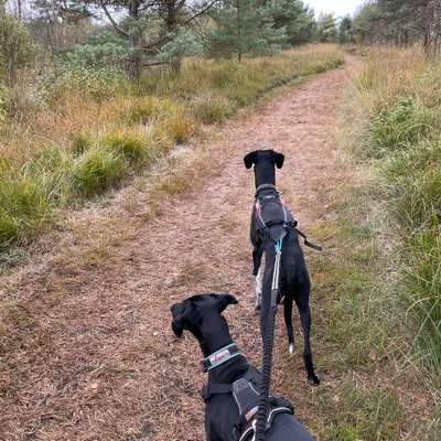 Hundetreffen-Mensch Hund Team für Hundebegegnung gesucht-Profilbild