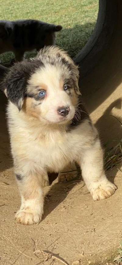 Welpen Bilder !-Beitrag-Bild