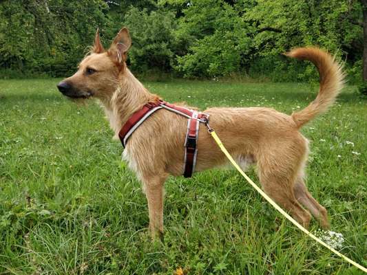 Wie sitzt mein Geschirr?-Beitrag-Bild