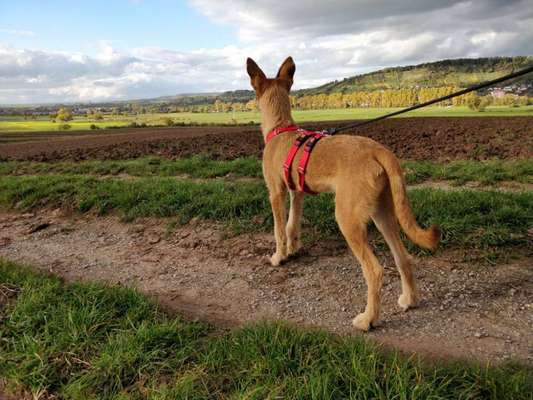 TierschutzhundeStammtisch🐕-Beitrag-Bild