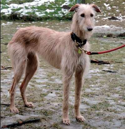 TierschutzhundeStammtisch🐕-Beitrag-Bild