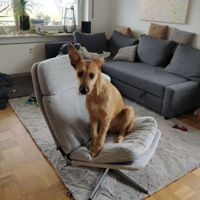 Windhunde - Treffen der besonderen Schönheiten
HERZLICH WILLKOMMEN-Beitrag-Bild