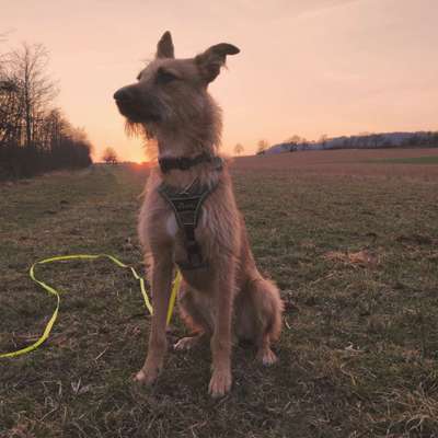 Windhunde - Treffen der besonderen Schönheiten
HERZLICH WILLKOMMEN-Beitrag-Bild