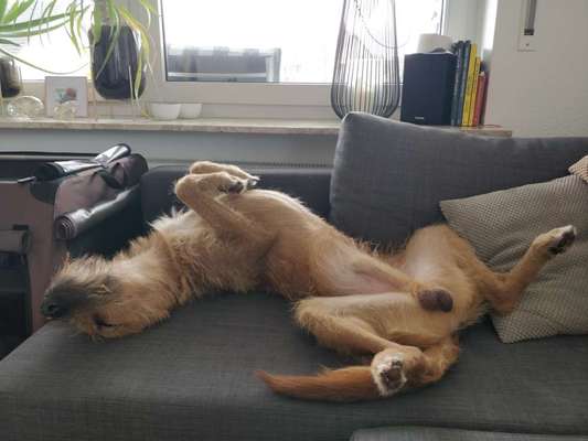 Dogorama Photo Challenge - Zeigt her eure Bäuche-Beitrag-Bild