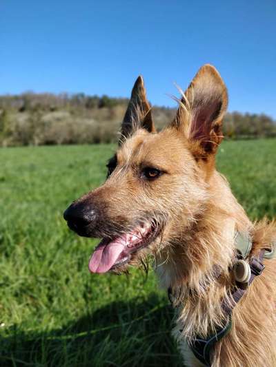 TierschutzhundeStammtisch🐕-Beitrag-Bild