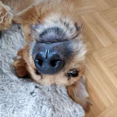 Windhunde - Treffen der besonderen Schönheiten
HERZLICH WILLKOMMEN-Beitrag-Bild