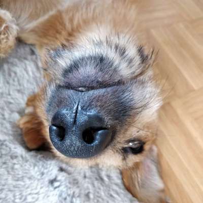 Podencomischling oder Podenco-Beitrag-Bild