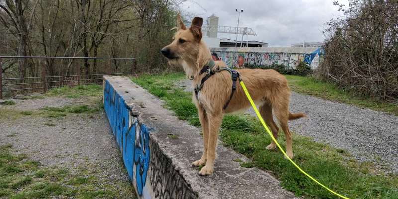 Podencomischling oder Podenco-Beitrag-Bild