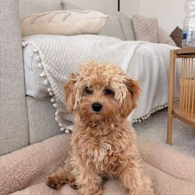 Hundetreffen-Junghunde-Treff in Celle u. Umgebung-Bild