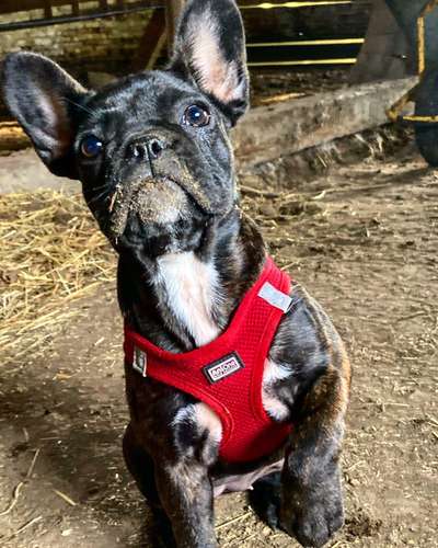 Welpen Bilder !-Beitrag-Bild