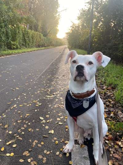 Dogorama Photo Challenge - Gassipause-Beitrag-Bild