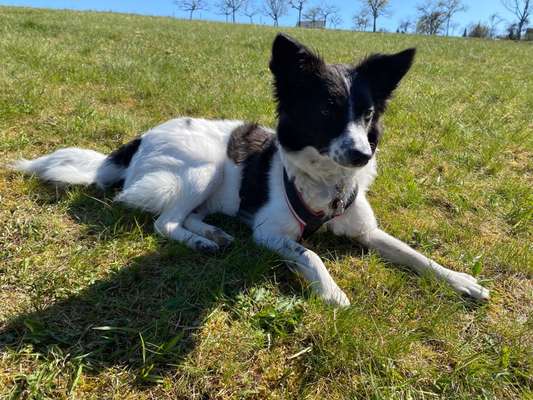 Die Dogorama Monats Challenge "Es grünt und blüht"-Beitrag-Bild