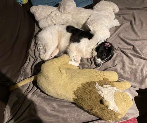 Challenge Nr 14
Eure Fellnasen auf ihrem Lieblingsplatz-Beitrag-Bild