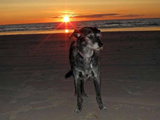 Urlaub mit Hund in Dänemark-Beitrag-Bild