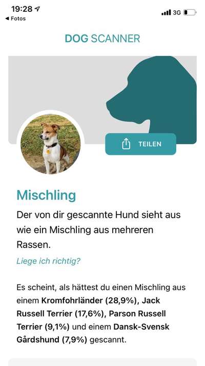 Welche Rassen stecken in unserer Daisy?-Beitrag-Bild