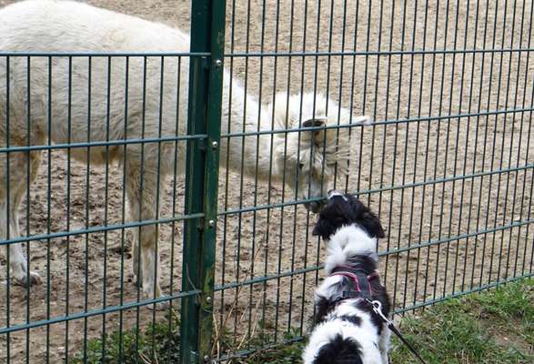 Bilder Hund und andere Tiere-Beitrag-Bild