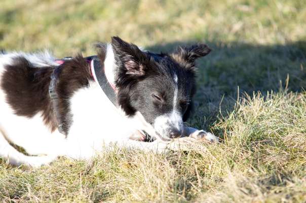 Challenge 23 : "  Euer Hund beim Frühlingserwachen "-Beitrag-Bild