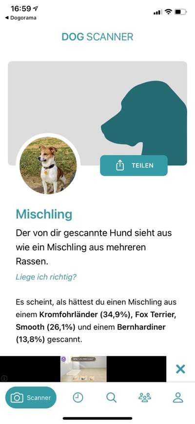 Welche Rassen stecken in unserer Daisy?-Beitrag-Bild