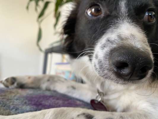 Zeigt her eure Hundenasen-Beitrag-Bild