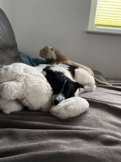 Kuscheltier-Beitrag-Bild